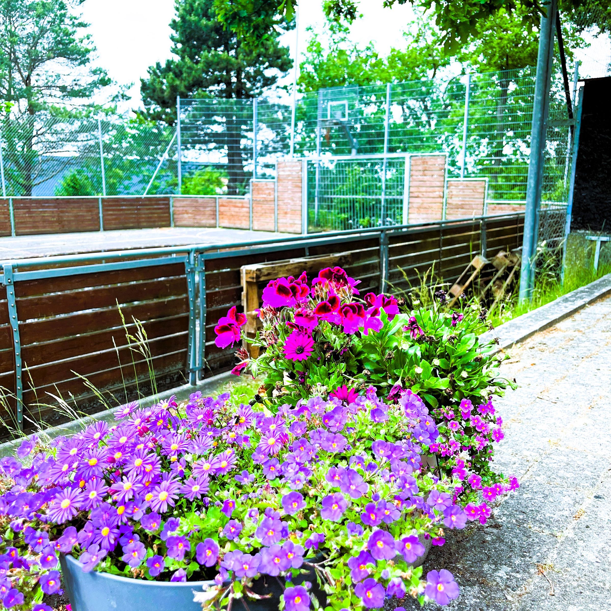 Multibane med blomster foran