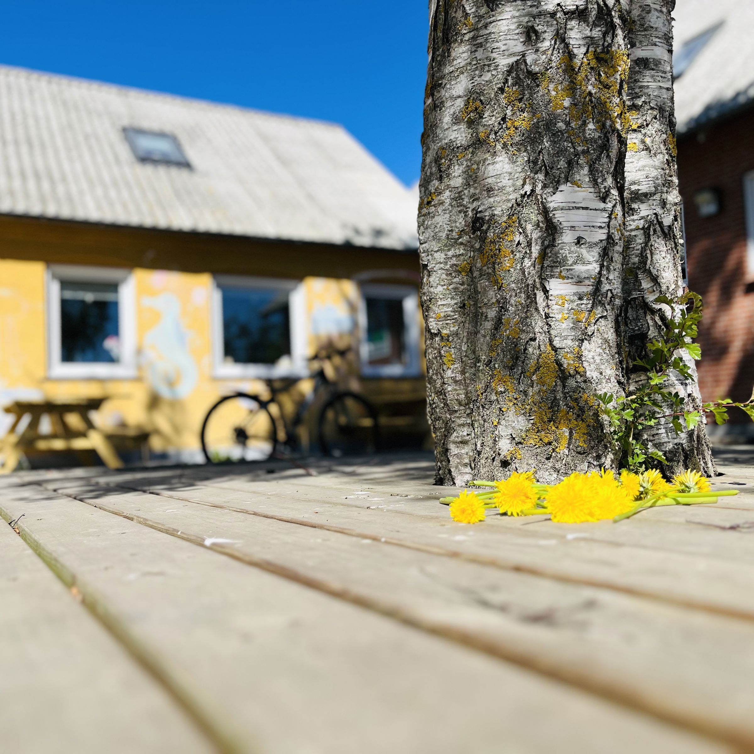 Træstamme med hus i baggrunden